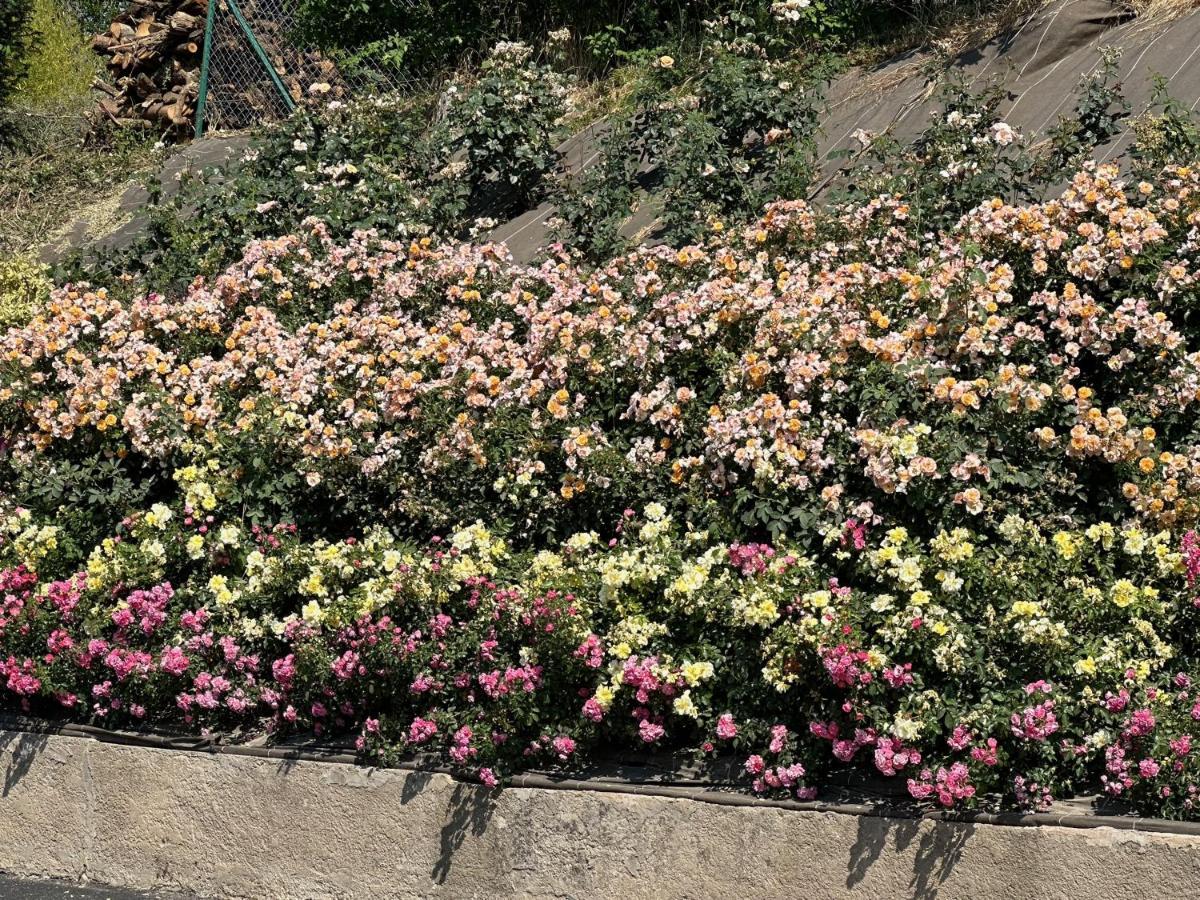 Au Parfum Des Roses Apartamento Gunstett Exterior foto