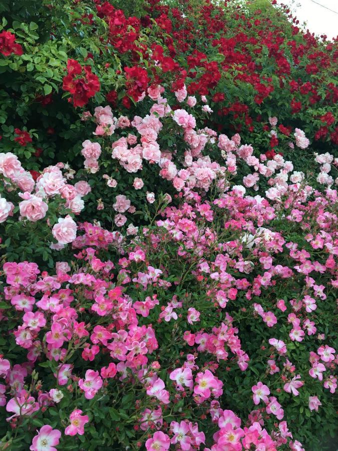 Au Parfum Des Roses Apartamento Gunstett Exterior foto